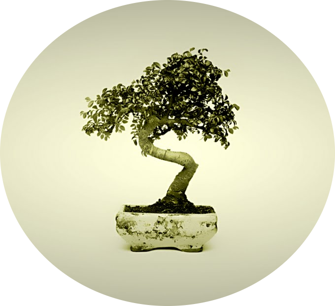 ces_bonsai